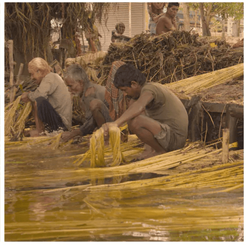 Extracting and handling raw golden jute fibre