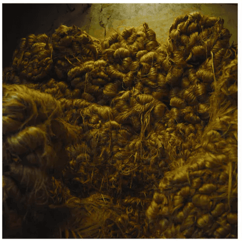 Sorting raw jute fibre for strength and purity